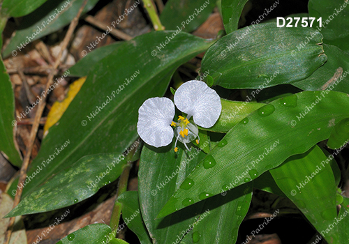 Commelina erecta (Whitemouth Dayflower, Commelinaceae)